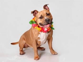 RUBY -  Boxer and Mixed Breed Dog for Adoption in Omaha, Nebraska - RUBY | PetCurious