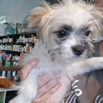 Eustice (Benefactor Puppy) -  Maltese and Chihuahua Dog for Adoption in New Orleans, Louisiana - Eustice (Benefactor Puppy) | PetCurious