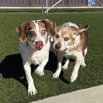 Beagle Dogs Available for Adoption in Mt. Juliet, Tennessee - Baxter And Red | PetCurious