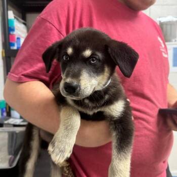 Shepherd and Husky Dogs Available for Adoption in Birmingham, Alabama - Whiskey | PetCurious