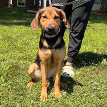 Mabel -  Hound Dog for Adoption in Waterloo, Iowa - Mabel | PetCurious