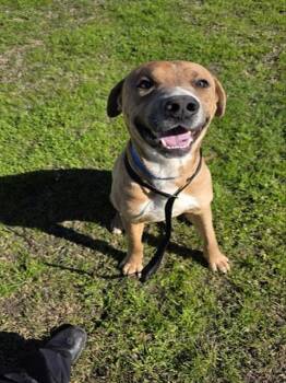 JAGGER -  Labrador Retriever and Mixed Breed Dog for Adoption in Riverside, California - JAGGER | PetCurious