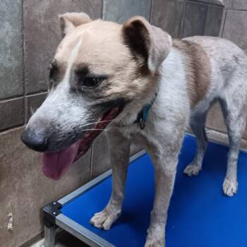 Maximillion -  Cattle Dog and Mixed Breed Dog for Adoption in Eureka Springs, Arkansas - Maximillion | PetCurious