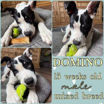 American Bulldog and Boxer Dogs Available for Adoption in Grantville, Pennsylvania - Domino | PetCurious