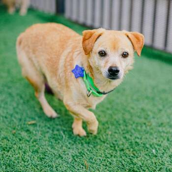 Brownie -  Terrier and Mixed Breed Dog for Adoption in San Francisco, California - Brownie | PetCurious