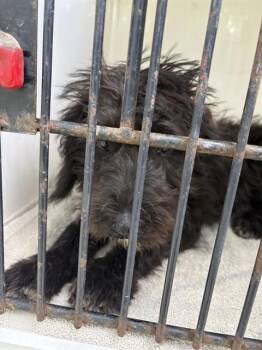 BRYN -  Shih Tzu and Mixed Breed Dog for Adoption - BRYN | PetCurious