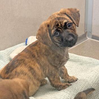 Sycamore -  Mixed Breed Dog for Adoption in Hailey, Idaho - Sycamore | PetCurious