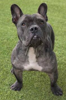 Rescue Pit Bull Terrier Dogs for Adoption in Eagle, Idaho - Sir | PetCurious