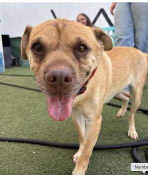 Rescue Mixed Breed Dogs for Adoption in Los Angeles, California - Betty | PetCurious