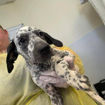 Lexi 26-07-154 -  German Shorthaired Pointer Dog for Adoption in Bastrop, Texas - Lexi 26-07-154 | PetCurious