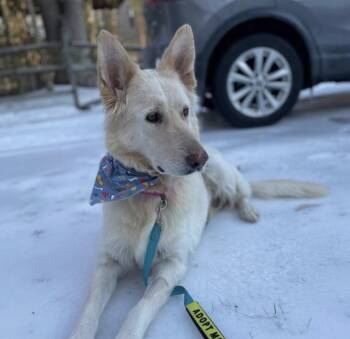 German Shepherd Dog Dogs Available for Adoption - Maple | PetCurious