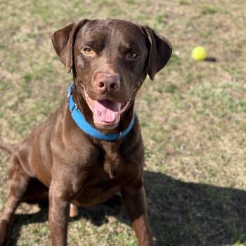 Chocolate Labrador Retriever and Pit Bull Terrier Dogs Available for Adoption in Enfield, New Hampshire - Remington | PetCurious