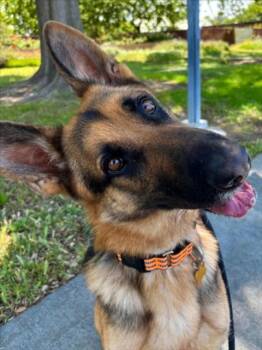 *SAMSON -  German Shepherd Dog Dog for Adoption in Woodland, California - *SAMSON | PetCurious