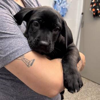 Staffordshire Bull Terrier and Husky Dogs Available for Adoption in Parkersburg, West Virginia - Batman | PetCurious