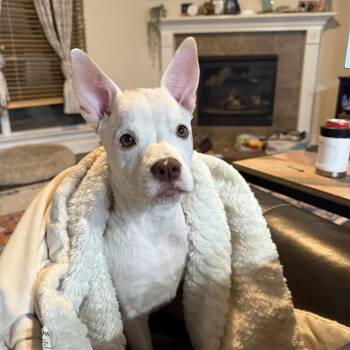 Rescue Australian Cattle Dog Blue Heeler Dogs for Adoption in San Antonio, Texas - Belle | PetCurious