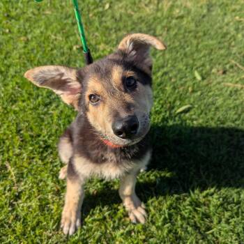 Rescue German Shepherd Dog Dogs for Adoption in Bellflower, California - Ashton | PetCurious
