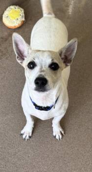 Tommy -  Chihuahua and Mixed Breed Dog for Adoption in San Antonio, Texas - Tommy | PetCurious