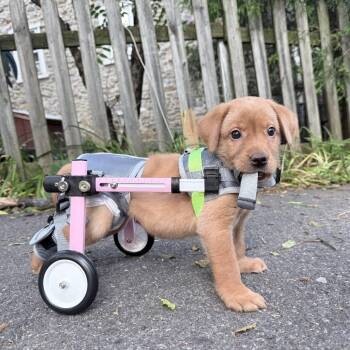 Berry -  Labrador Retriever Dog for Adoption in Chester Springs, Pennsylvania - Berry | PetCurious