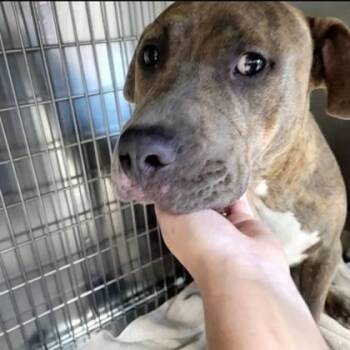 Smiles -  Mixed Breed Dog for Adoption in Memphis, Tennessee - Smiles | PetCurious