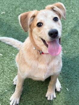 DUCKY -  Australian Cattle Dog Blue Heeler Dog for Adoption in Holbrook, New York - DUCKY | PetCurious