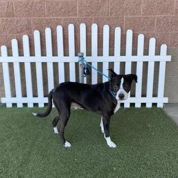 A611109 -  Pit Bull Terrier and Mixed Breed Dog for Adoption in Modesto, California - A611109 | PetCurious