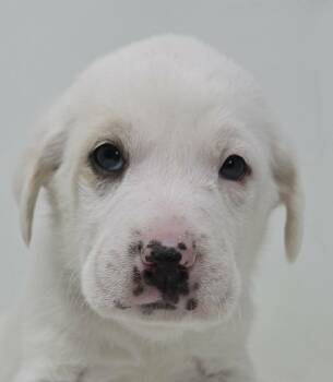 Great Pyrenees Dogs Available for Adoption - Pistol | PetCurious
