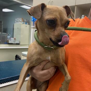 Chihuahua Dogs Available for Adoption in Westminster, California - Kimi | PetCurious