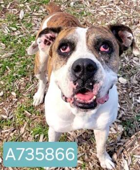 Rescue Boxer and Saint Bernard Dogs for Adoption in San Antonio, Texas - MONTE | PetCurious