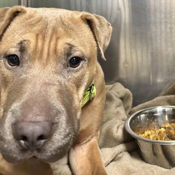 Shar Pei and Pit Bull Terrier Dogs Available for Adoption - Yukon | PetCurious
