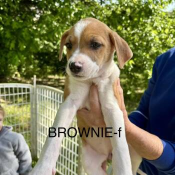 Pit Bull Terrier Dogs Available for Adoption in Brentwood, Tennessee - Brownie | PetCurious