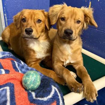 CT Sunkeeper -  Golden Retriever and Mixed Breed Dog for Adoption in Stormville, New York - CT Sunkeeper | PetCurious