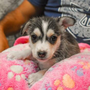 Terrier Dogs Available for Adoption - Bonnie | PetCurious