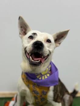 Beauty-One of our Amazing Rescue Dogs -  Pit Bull Terrier and Carolina Dog Dog for Adoption in Carlsbad, California - Beauty-One Of Our Amazing Rescue Dogs | PetCurious