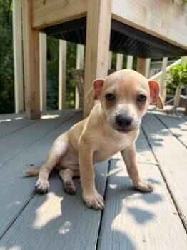 Wade -  Terrier Dog for Adoption - Wade | PetCurious