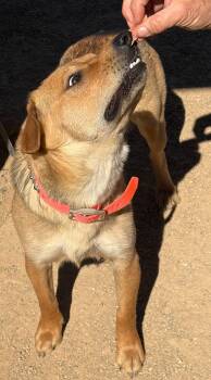 Shepherd Dogs Available for Adoption - Bertha | PetCurious