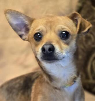Chiweenie Dogs Available for Adoption - Wallen | PetCurious