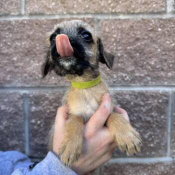 Olives -  Mixed Breed Dog for Adoption in Las Vegas, Nevada - Olives | PetCurious