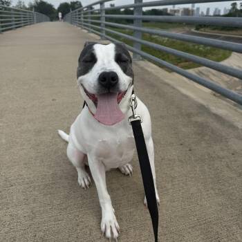 Rescue Terrier Dogs for Adoption in Houston, Texas - Rocky | PetCurious