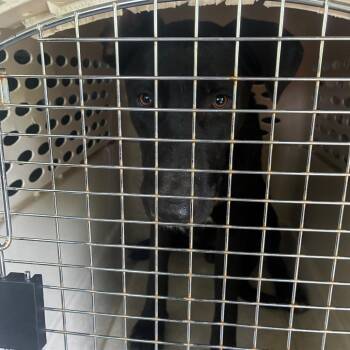 Brady -  Shepherd and Mixed Breed Dog for Adoption in Montgomery, Alabama - Brady | PetCurious