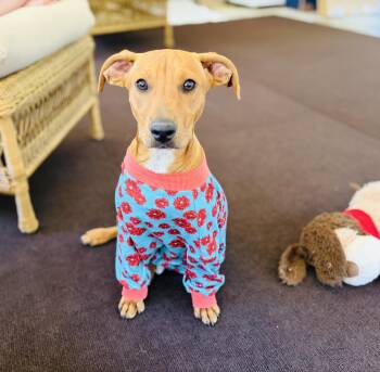 Miniature Pinscher and Labrador Retriever Dogs Available for Adoption in Lucedale, Mississippi - Demi ~ Great With Kids! | PetCurious
