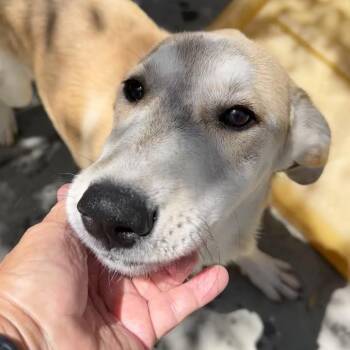 ADELINE -  Great Pyrenees and Mixed Breed Dog for Adoption in Richmond, California - ADELINE | PetCurious