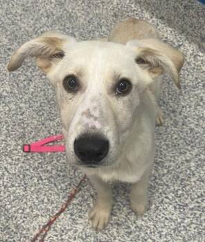 Forest -  Labrador Retriever Dog for Adoption in Golden, Colorado - Forest | PetCurious