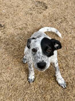 Lennox -  Australian Cattle Dog Blue Heeler Dog for Adoption in Pflugerville, Texas - Lennox | PetCurious