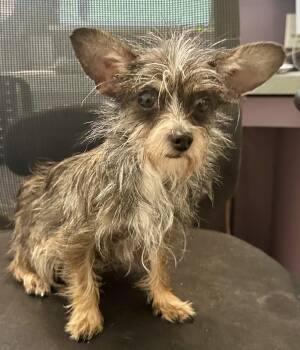 Chihuahua Dogs Available for Adoption in Northwood, Ohio - 9 MONTHS 4 POUNDS!! | PetCurious