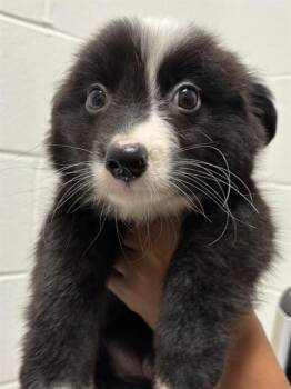 OREO -  Australian Shepherd Dog for Adoption - OREO | PetCurious