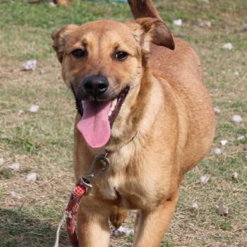 Rescue Retriever Dogs for Adoption in West Point, Mississippi - Timone | PetCurious