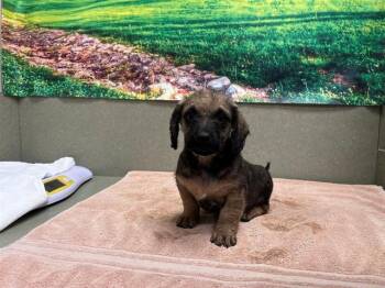 Terrier and Mixed Breed Dogs Available for Adoption - A549079 | PetCurious