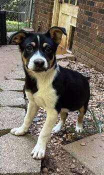Celine -  Australian Cattle Dog Blue Heeler and Mixed Breed Dog for Adoption in Wilkesboro, North Carolina - Celine | PetCurious