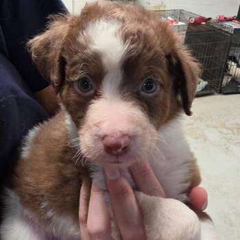 Gemini -  Mixed Breed Dog for Adoption in Leander, Texas - Gemini | PetCurious