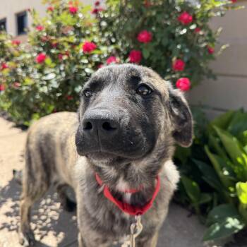 Anatolian Shepherd and Great Pyrenees Dogs Available for Adoption in Chickasha, Oklahoma - Rain  | PetCurious